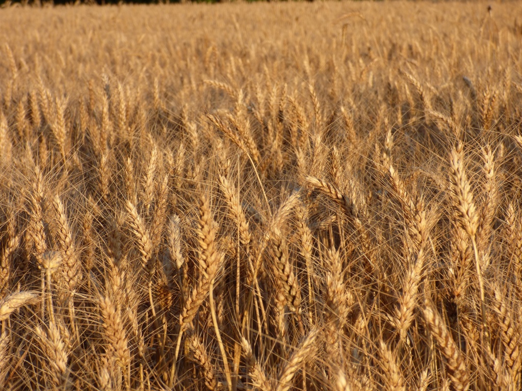 Photo de la Paille de Blé